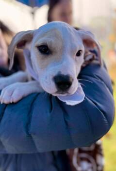 Hound Dogs Available for Adoption in Greenlawn, New York - Dax | PetCurious