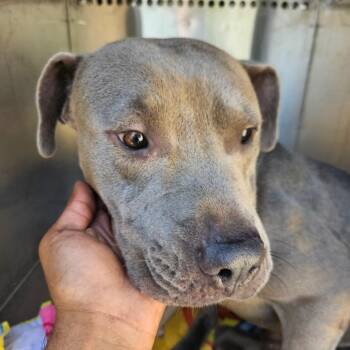 Unknown 1 _2 -  Mixed Breed Dog for Adoption in Lake Panasoffkee, Florida - Unknown 1 _2 | PetCurious