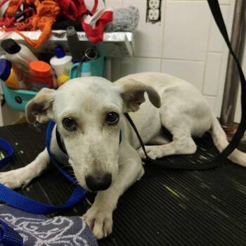 IVHS-Stray-141905 -  Chihuahua and Dachshund Dog for Adoption in San Gabriel, California - IVHS-Stray-141905 | PetCurious