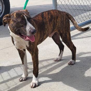 Flounder -  Mixed Breed Dog for Adoption in Lake Panasoffkee, Florida - Flounder | PetCurious