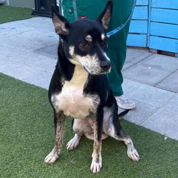 Husky and Pit Bull Terrier Dogs Available for Adoption - Linus | PetCurious