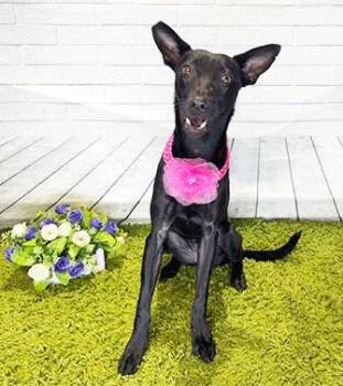 IZZY -  Labrador Retriever Dog for Adoption in Castro Valley, California - IZZY | PetCurious