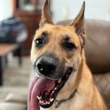 Calhoun English -  German Shepherd Dog and Mixed Breed Dog for Adoption in Friendswood, Texas - Calhoun English | PetCurious