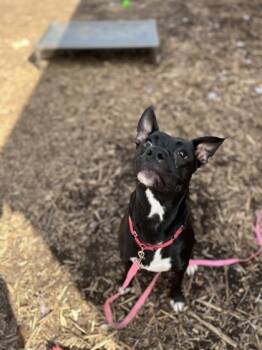 Rescue Mixed Breed Dogs for Adoption in Cincinnati, Ohio - Octavian | PetCurious