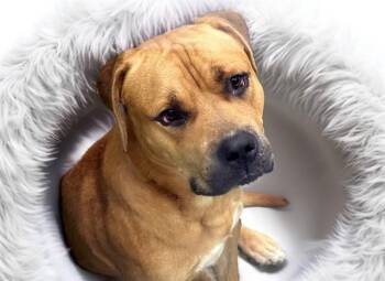 SQUINT -  American Staffordshire Terrier and Mixed Breed Dog for Adoption in Fort Lauderdale, Florida - SQUINT | PetCurious