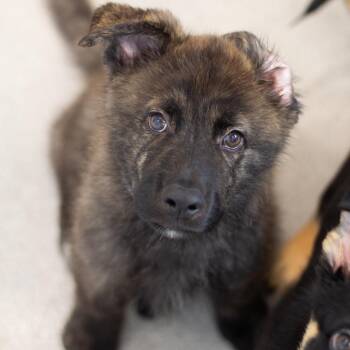 Hawkins 22759 -  Shepherd and Husky Dog for Adoption in Cumming, Georgia - Hawkins 22759 | PetCurious