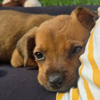Mixed Breed Dogs Available for Adoption in Durham, North Carolina - Janet | PetCurious
