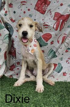 Rescue Terrier and Mixed Breed Dogs for Adoption in Carmel Hamlet, New York - Dixie (PR Terrier) | PetCurious