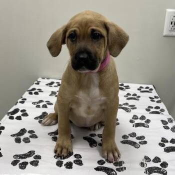 Rescue Terrier Dogs for Adoption in St. Louis, Missouri - Baby | PetCurious