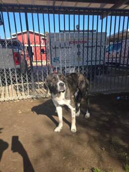 CHURRO -  Great Dane and Mixed Breed Dog for Adoption in Riverside, California - CHURRO | PetCurious