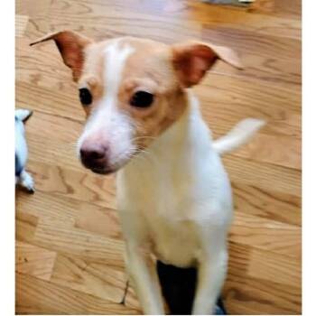 Homer -  Chihuahua Dog for Adoption - Homer | PetCurious
