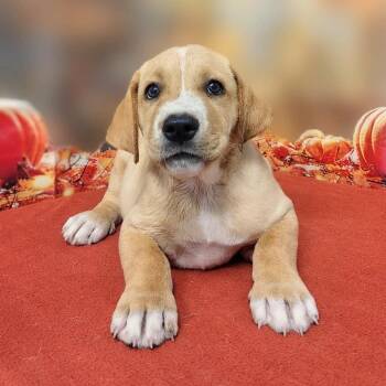 Judas -  Labrador Retriever and Mixed Breed Dog for Adoption in Griswold, Connecticut - Judas | PetCurious