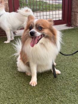 ACE -  Pomeranian and Mixed Breed Dog for Adoption in Derwood, Maryland - ACE | PetCurious