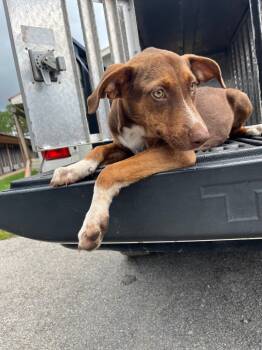 Rescue Shepherd Dogs for Adoption in Gautier, Mississippi - Lola | PetCurious