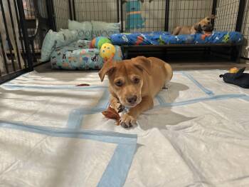 Rescue Shiba Inu Dogs for Adoption in Brenham, Texas - Faith | PetCurious