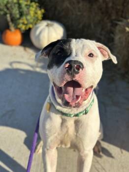 Freddy -  Pit Bull Terrier Dog for Adoption in Cleveland, Ohio - Freddy | PetCurious