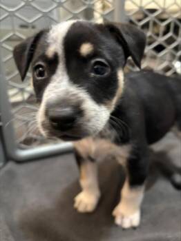 Mixed Breed Dogs Available for Adoption in Chamblee, Georgia - Calorie | PetCurious