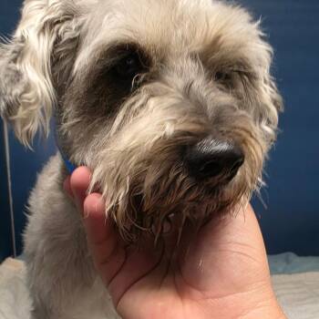 Mickey -  Schnauzer Dog for Adoption in Yuma, Arizona - Mickey | PetCurious