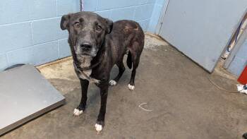 Zaxby -  Retriever Dog for Adoption in Evansville, Indiana - Zaxby | PetCurious
