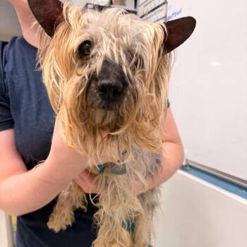 Vincent -  Silky Terrier Dog for Adoption in Indianapolis, Indiana - Vincent | PetCurious