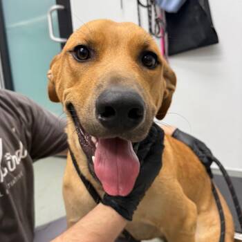 Jack -  Retriever and Mixed Breed Dog for Adoption in Abilene, Texas - Jack | PetCurious