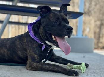 Pit Bull Terrier Dogs Available for Adoption - IZRA | PetCurious