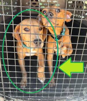 Mountain Cur Dogs Available for Adoption in Cave Spring, Virginia - Brittany | PetCurious