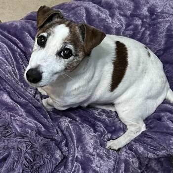 Jack Russell Terrier Dogs Available for Adoption in New Windsor, New York - Jimmy | PetCurious