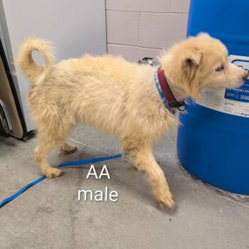 Aalan -  Husky and Mixed Breed Dog for Adoption in Ottawa, Kansas - Aalan | PetCurious