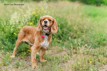 Freckles -  Cocker Spaniel Dog for Adoption in Drumbo, Ontario - Freckles | PetCurious