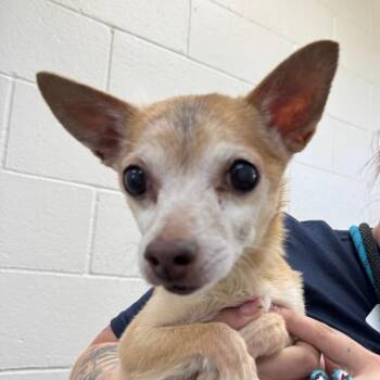 Chihuahua Dogs Available for Adoption in Reno, Nevada - Pebbles | PetCurious