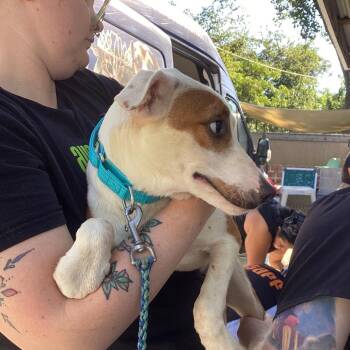 Esme -  Mixed Breed Dog for Adoption in Austin, Texas - Esme | PetCurious