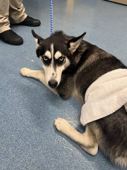 NANUK -  Husky Dog for Adoption in Pearland, Texas - NANUK | PetCurious