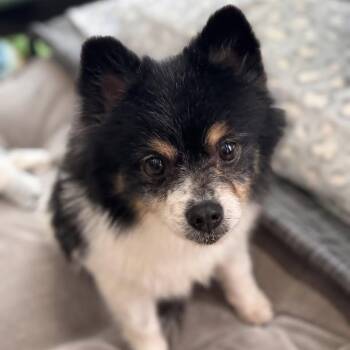 Pomeranian Dogs Available for Adoption - Piper | PetCurious