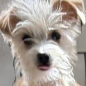 Terrier Dogs Available for Adoption - Lulu | PetCurious