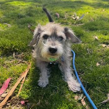 Johnny -  Terrier and Mixed Breed Dog for Adoption in San Francisco, California - Johnny | PetCurious