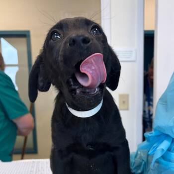 Terrier and Cattle Dog Dogs Available for Adoption in Nashville, Tennessee - Cullen | PetCurious