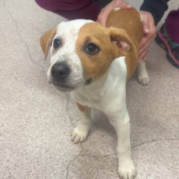 Cattle Dog Dogs Available for Adoption - Charlie | PetCurious