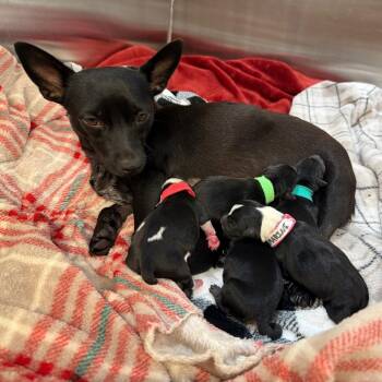 Sapphire -  Chihuahua and Mixed Breed Dog for Adoption in Cedar Park, Texas - Sapphire | PetCurious