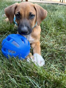 Griffin -  Doberman Pinscher Dog for Adoption in Minneapolis, Minnesota - Griffin | PetCurious
