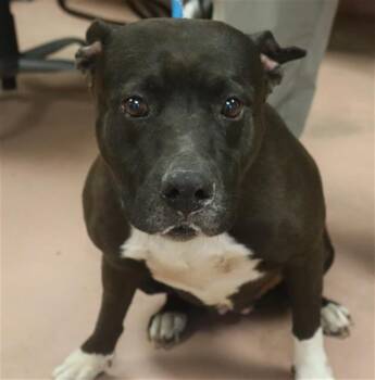 KAYLA -  Mixed Breed Dog for Adoption in Columbia, South Carolina - KAYLA | PetCurious
