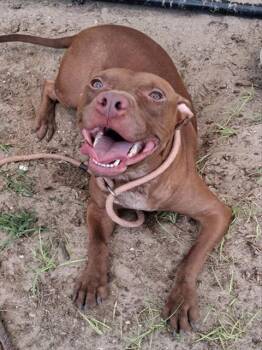 ASHFORD -  Pit Bull Terrier and Mixed Breed Dog for Adoption in Ocala, Florida - ASHFORD | PetCurious