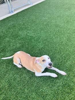 Whisper -  Mixed Breed Dog for Adoption in Jackson, Tennessee - Whisper | PetCurious