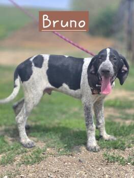 Bluetick Coonhound and Treeing Walker Coonhound Dogs Available for Adoption in Walthill, Nebraska - Bruno | PetCurious