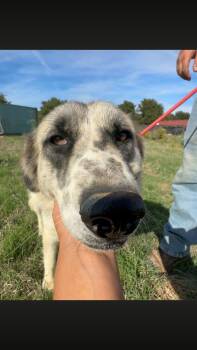 Arrow -  Great Pyrenees and Anatolian Shepherd Dog for Adoption - Arrow | PetCurious