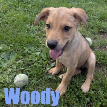 Woody -  Hound and Mixed Breed Dog for Adoption in Ellicott City, Maryland - Woody | PetCurious