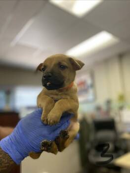 Shepherd Dogs Available for Adoption in Victorville, California - Alvida | PetCurious