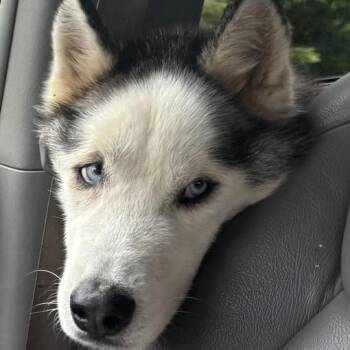 Ryder -  Husky Dog for Adoption in Andover, Massachusetts - Ryder | PetCurious