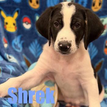 Shrek -  Border Collie and Mixed Breed Dog for Adoption in Ellicott City, Maryland - Shrek | PetCurious