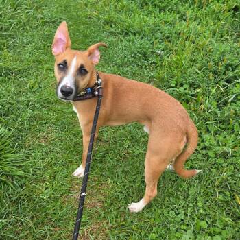 Sheriff -  Mixed Breed Dog for Adoption in Binghamton, New York - Sheriff | PetCurious